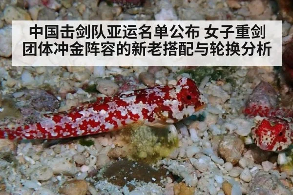 中国击剑队亚运名单公布 女子重剑团体冲金阵容的新老搭配与轮换分析